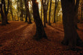 680083 New Forest, Hampshire, England A4 Photo Print