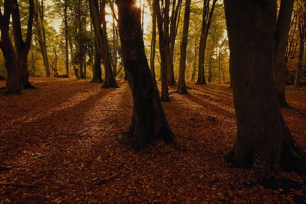 680083 New Forest, Hampshire, England A4 Photo Print