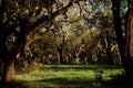 680084 Lush Forest, Portugal A4 Photo Print
