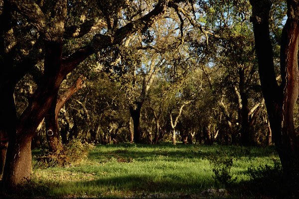 680084 Lush Forest, Portugal A4 Photo Print