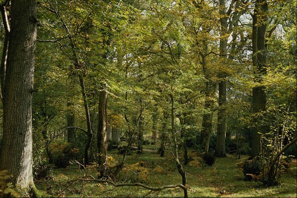 680088 Woodland Scene A4 Photo Print