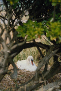 680090 Swan On Nest A4 Photo Print