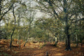 680091 New Forest, Hampshire, England A4 Photo Print