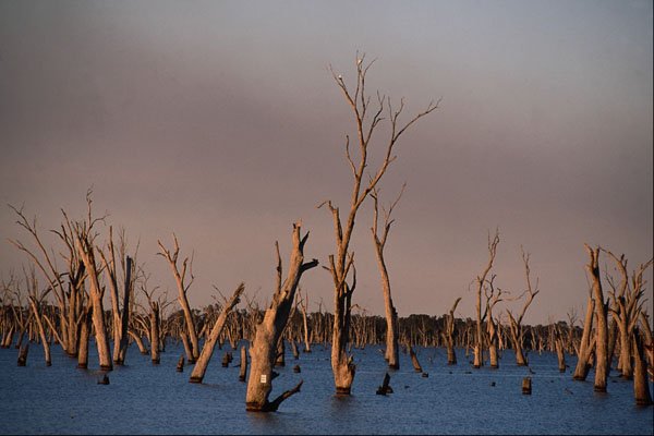 680093 Flooded River Murray For Irrigation, Australia A4 Photo Print