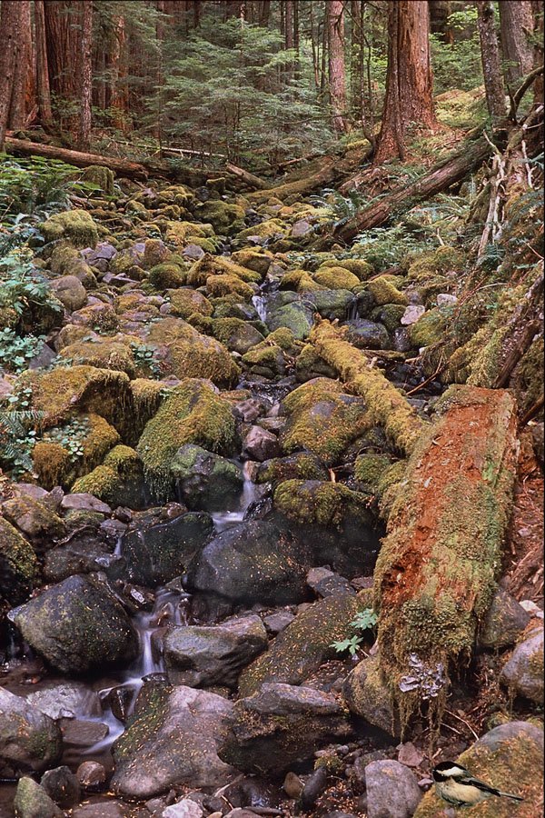680094 Common Minnesota Rock Bed Stream A4 Photo Print
