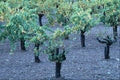 680096 Vineyard, Napa Valley, California A4 Photo Print