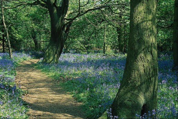 680097 Bluebells And Trees, Crackley Wood, Warwickshire A4 Photo Print
