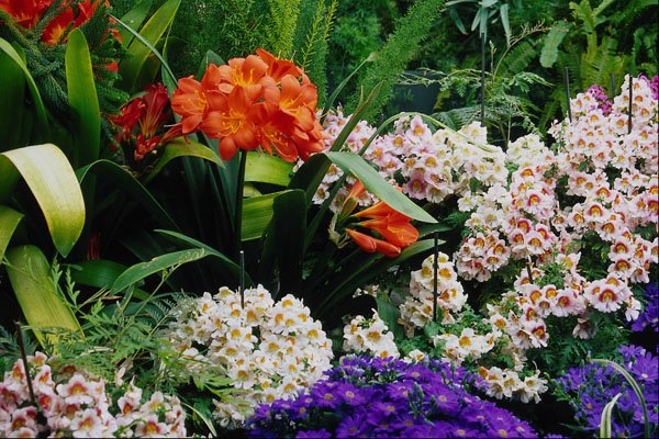 680098 Orchids A4 Photo Print