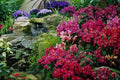 680099 Orchids A4 Photo Print