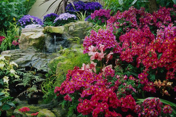 680099 Orchids A4 Photo Print