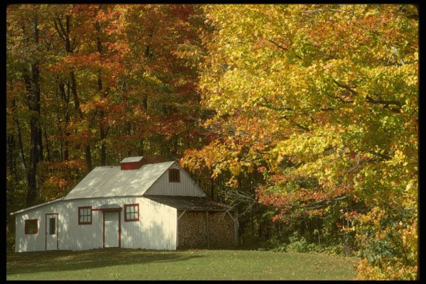 683081 Wood stocked Shack A4 Photo Print