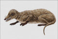 684000 Megazostrodon, Mammal, Triassic A4 Photo Print