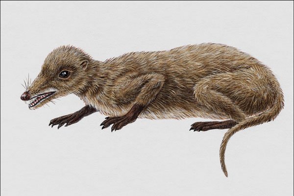 684000 Megazostrodon, Mammal, Triassic A4 Photo Print