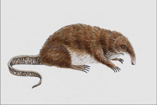684001 Dimylus, Mammal, Miocene A4 Photo Print