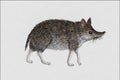 684002 Necrolestes, Mammal, Miocene A4 Photo Print