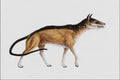 684003 Sinopa, Mammal, Eocene A4 Photo Print