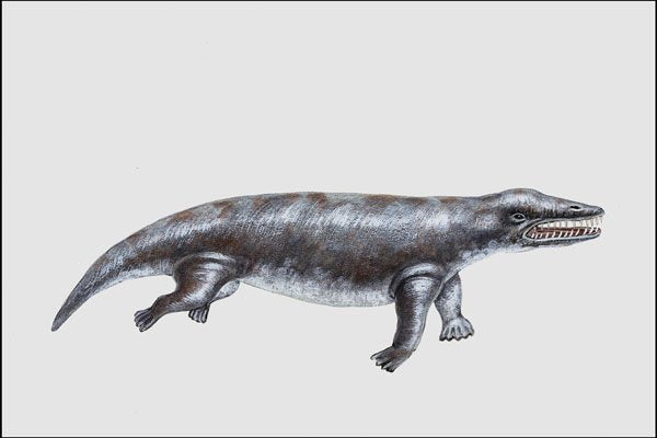 684004 Pakicetus, Mammal, Eocene A4 Photo Print
