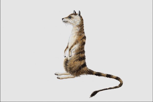 684005 Hesperocyon, Mammal, Eocene A4 Photo Print