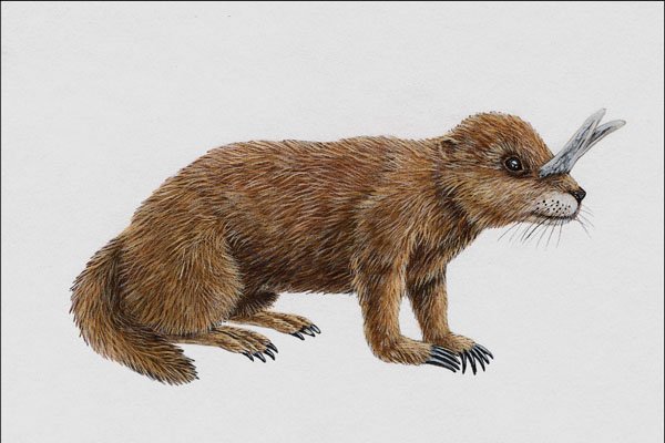 684006 Epigaulus, Mammal, Miocene A4 Photo Print