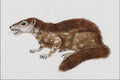 684007 Paramys, Mammal, Eocene A4 Photo Print