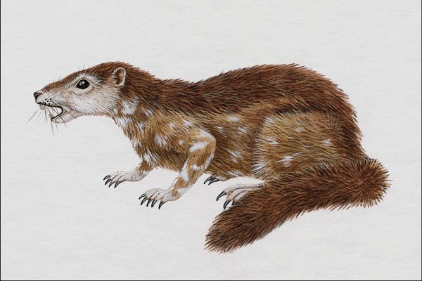 684007 Paramys, Mammal, Eocene A4 Photo Print