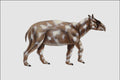 684008 Palaeotherium, Mammal, Eocene A4 Photo Print