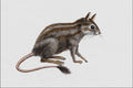 684009 Platypittamys, Mammal, Oligocene A4 Photo Print