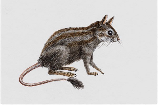 684009 Platypittamys, Mammal, Oligocene A4 Photo Print