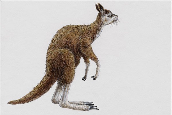 684010 Procoptodon, Mammal, Pleistocene A4 Photo Print