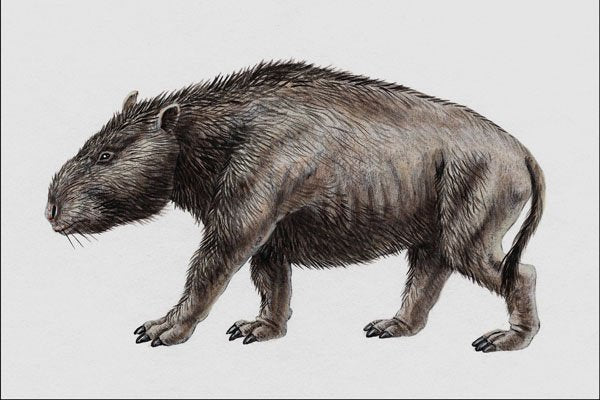 684011 Nesodon, Mammal, Miocene A4 Photo Print