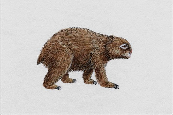 684013 Phascolonus, Mammal, Pleistocene A4 Photo Print