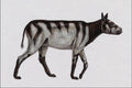 684014 Rhynchippus, Mammal, Oligocene A4 Photo Print