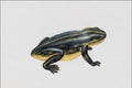 684016 Triadobatrachus, Amphibian, Triassic A4 Photo Print