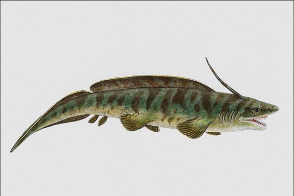 684018 Pleuracanthus, Fish, Carboniferous A4 Photo Print