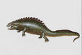 684019 Placodus, Reptile, Triassic A4 Photo Print