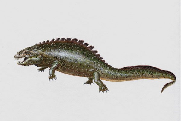 684019 Placodus, Reptile, Triassic A4 Photo Print