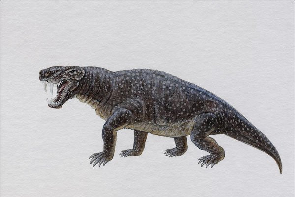 684020 Sauroctonus, Reptile, Permian A4 Photo Print