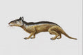 684021 Hyopsodus, Mammal, Eocene A4 Photo Print