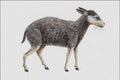 684022 Cainotherium, Mammal, Oligocene A4 Photo Print