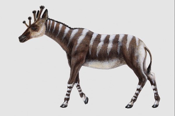 684023 Giraffokeryx, Mammal, Miocene A4 Photo Print