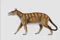 684024 Phenacodus, Mammal, Oligocene A4 Photo Print