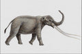 684025 Anancus Arvernensis, Mammal, Pleistocene A4 Photo Print