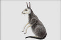 684026 Protypotherium, Mammal, Miocene A4 Photo Print
