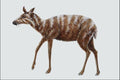 684027 Blastomeryx, Mammal, Miocene A4 Photo Print