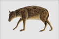 684028 Merycoidodon, Mammal, Oligocene A4 Photo Print