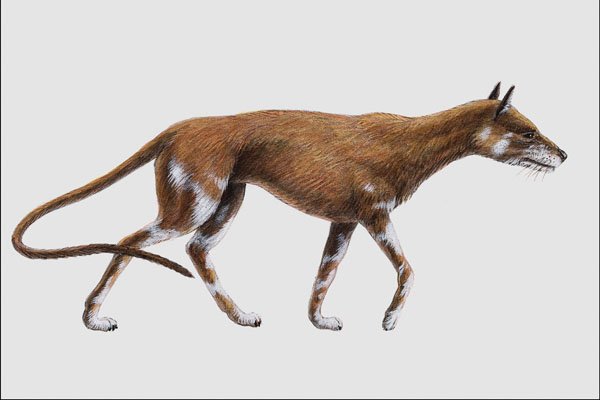 684029 Daphoenus, Mammal, Oligocene A4 Photo Print