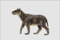 684030 Hemicyon, Mammal, Miocene A4 Photo Print