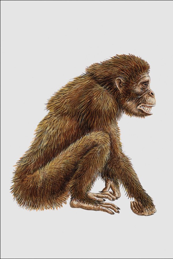 684032 Dryopithecus, Mammal, Miocene A4 Photo Print