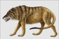 684033 Prothylacynus, Mammal, Miocene A4 Photo Print
