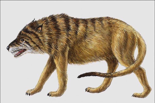 684033 Prothylacynus, Mammal, Miocene A4 Photo Print